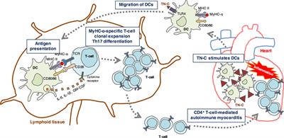 Immunomodulatory Role of <mark class="highlighted">Tenascin-C</mark> in Myocarditis and Inflammatory Cardiomyopathy